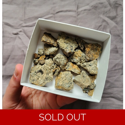 Rare Cretaceous Age Shark Teeth Micro Fossil Tooth Kit From The UK